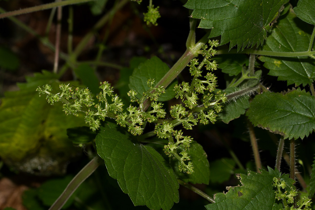 Laportea aestuans Laportea aestuans