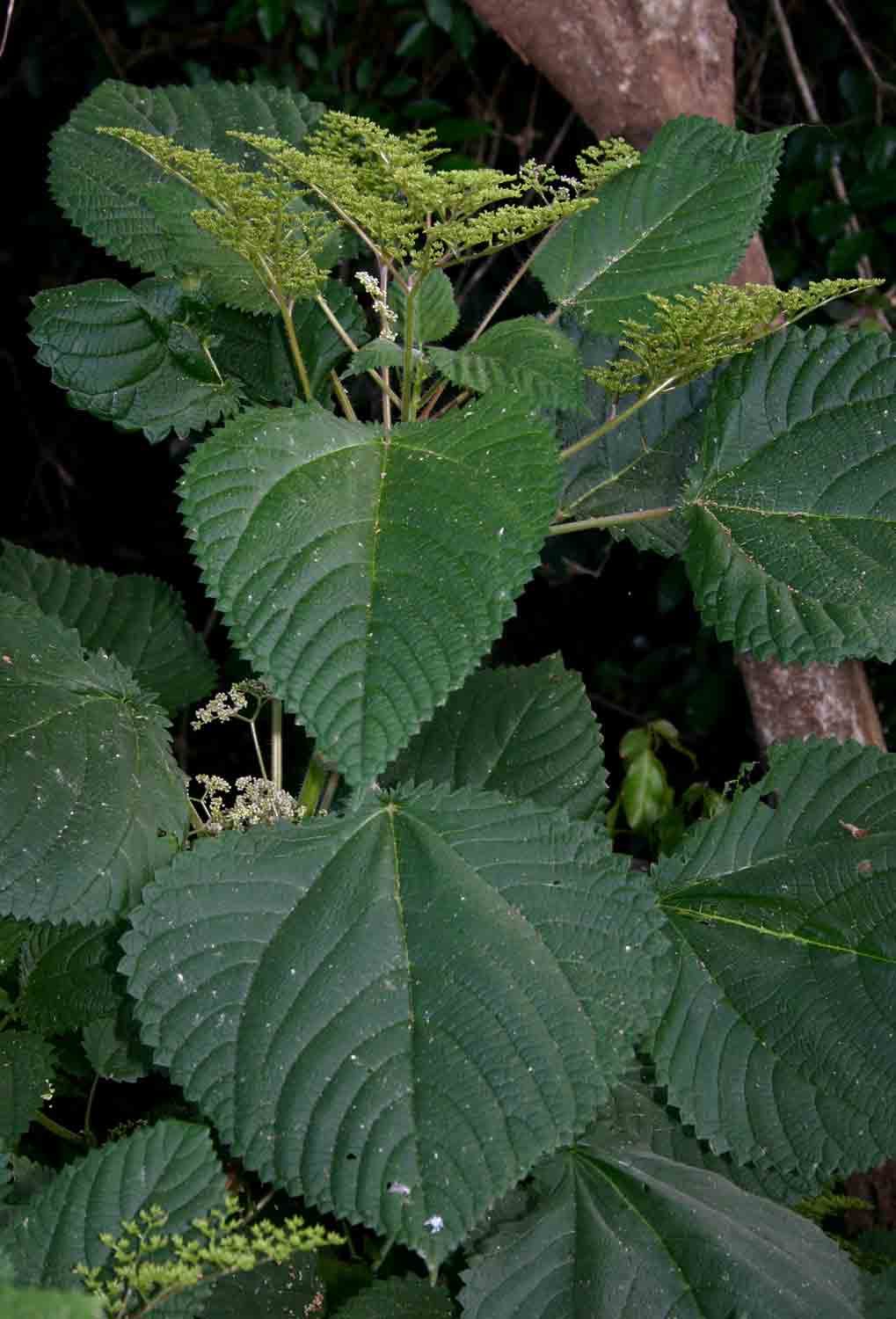Laportea aestuans Laportea aestuans