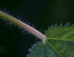 Laportea aestuans