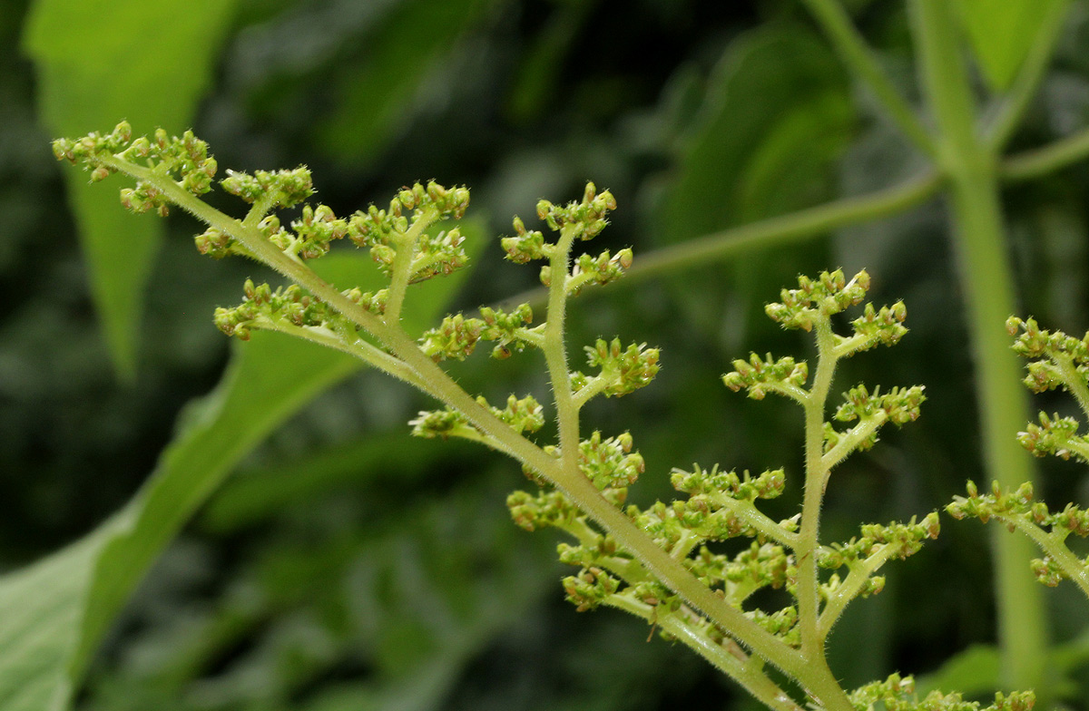 Laportea aestuans Laportea aestuans