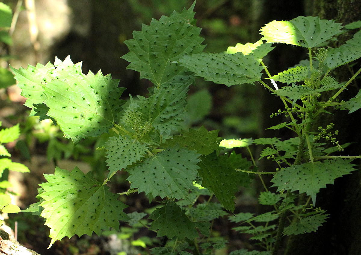 Laportea mooreana Laportea mooreana