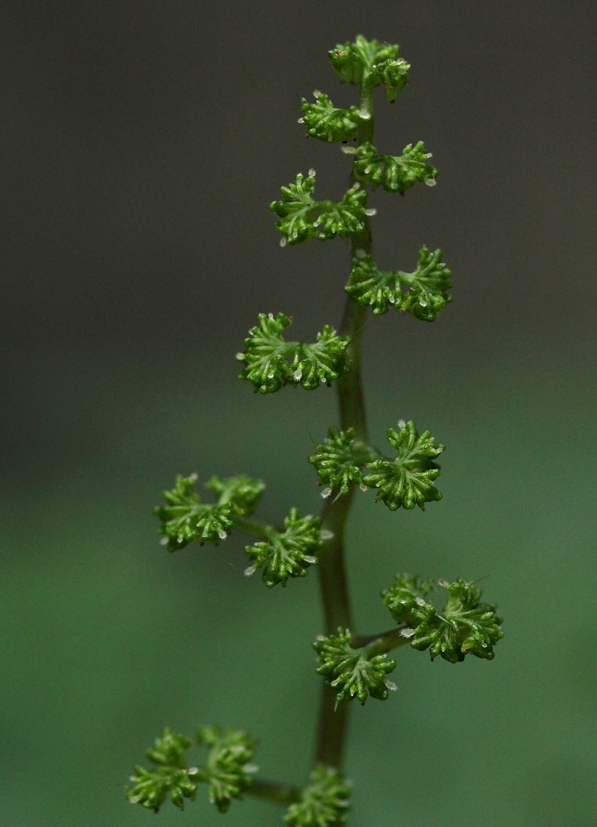 Laportea mooreana Laportea mooreana