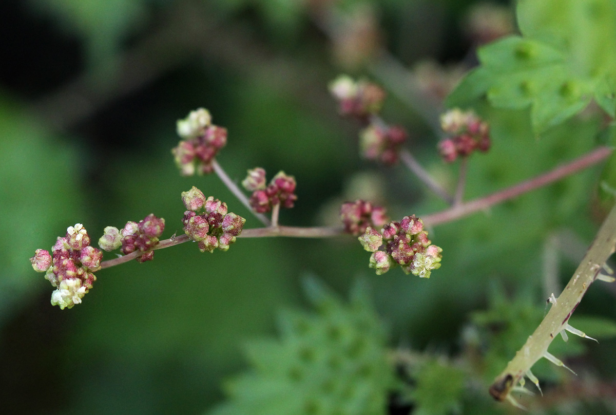 Laportea mooreana Laportea mooreana
