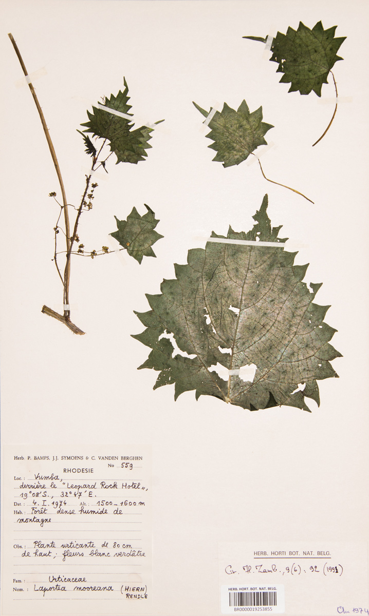 Laportea mooreana Laportea mooreana