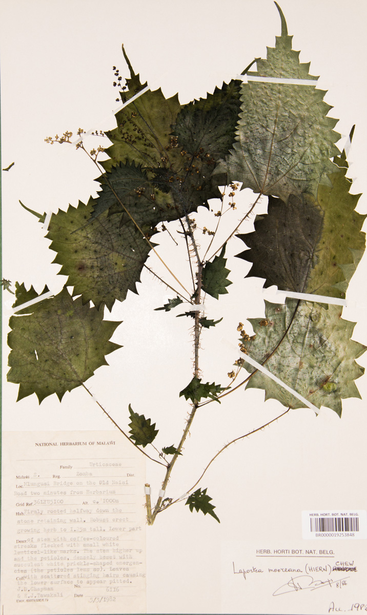 Laportea mooreana Laportea mooreana