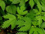 Girardinia diversifolia