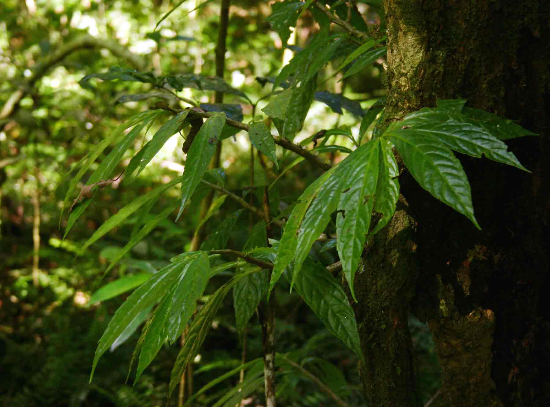 Procris crenata Procris crenata