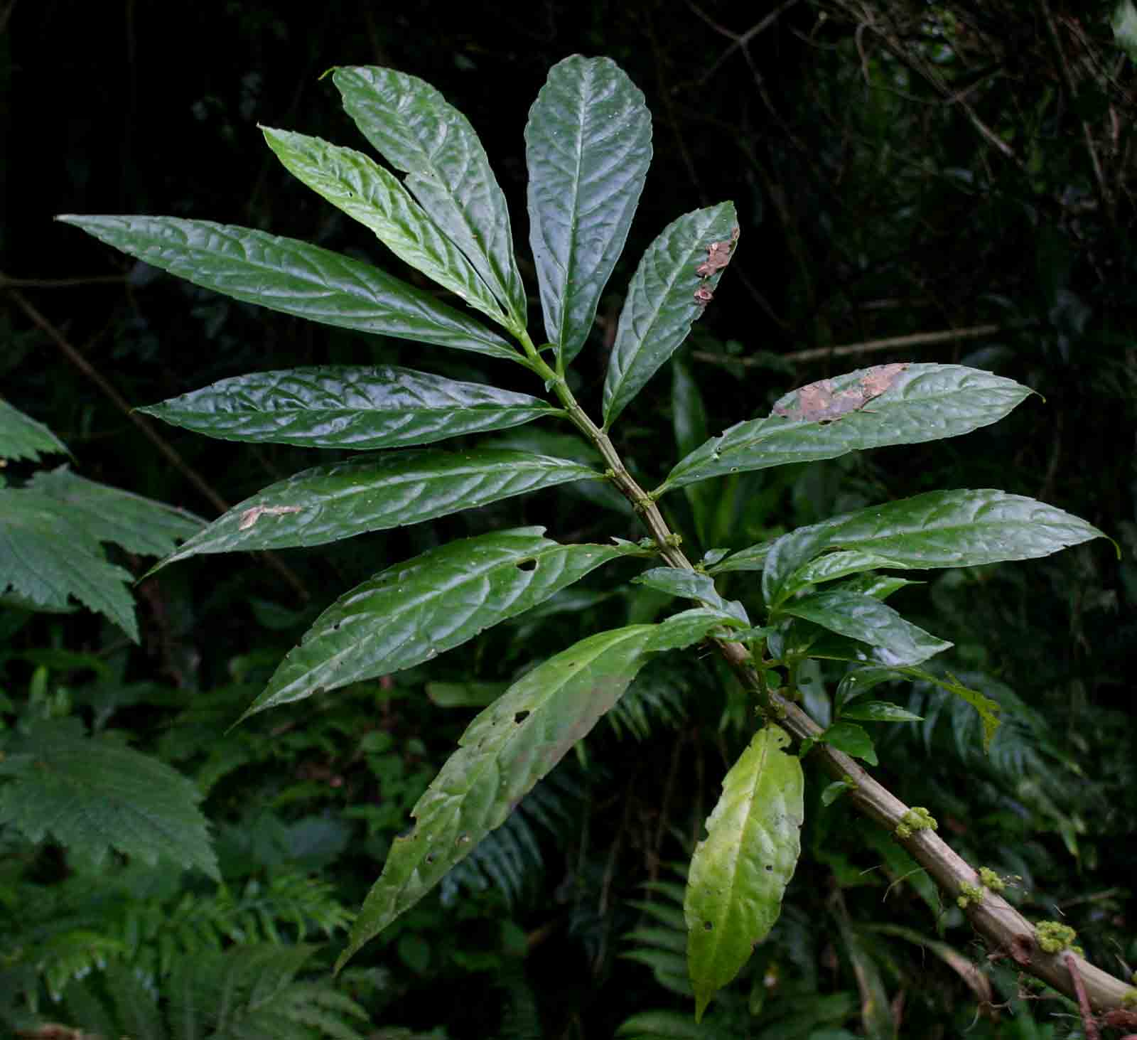 Procris crenata Procris crenata