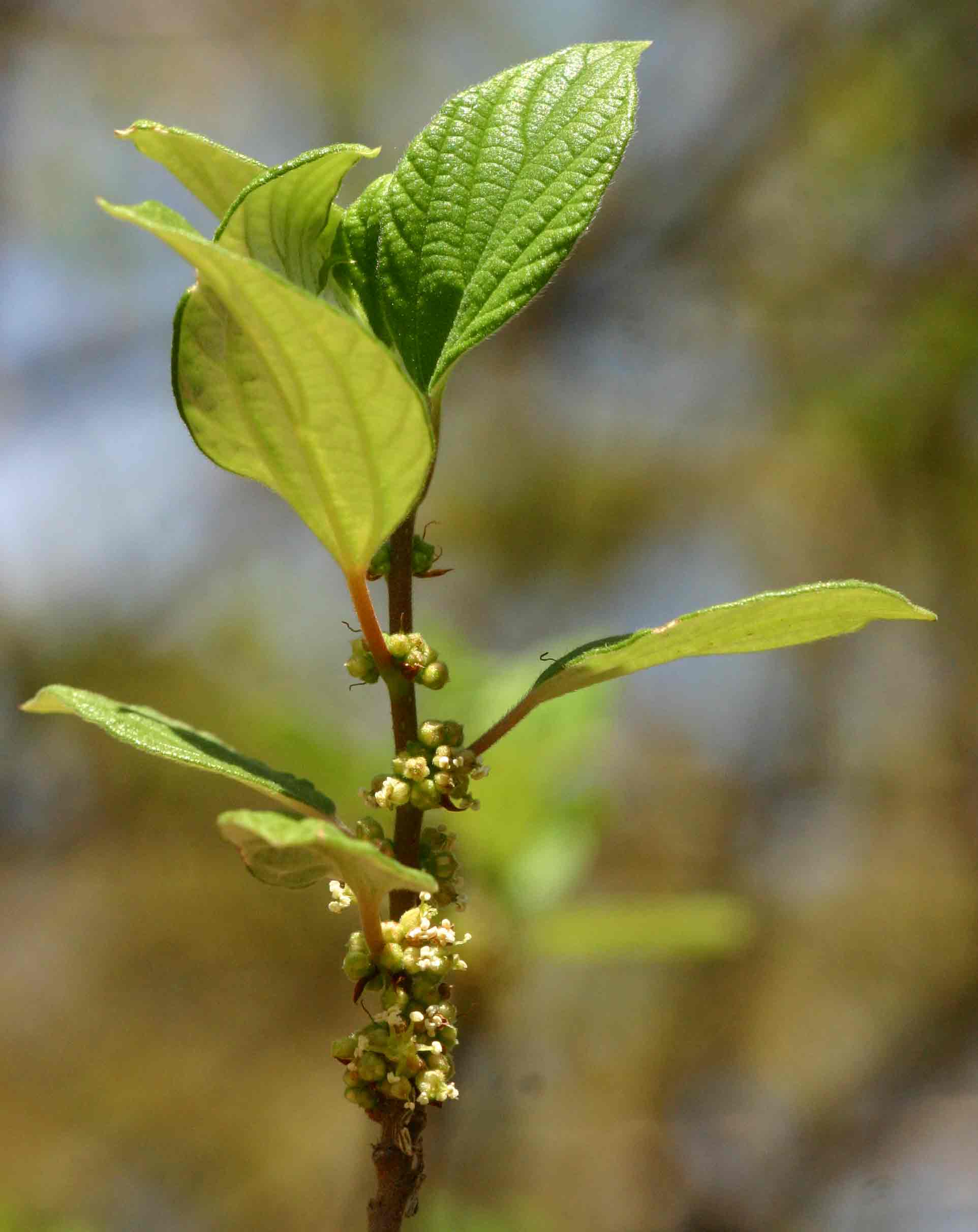 Pouzolzia mixta