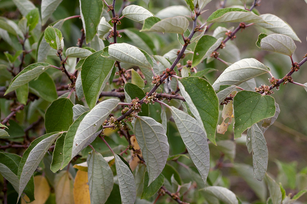 Pouzolzia mixta