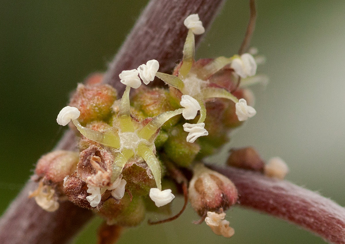 Pouzolzia mixta