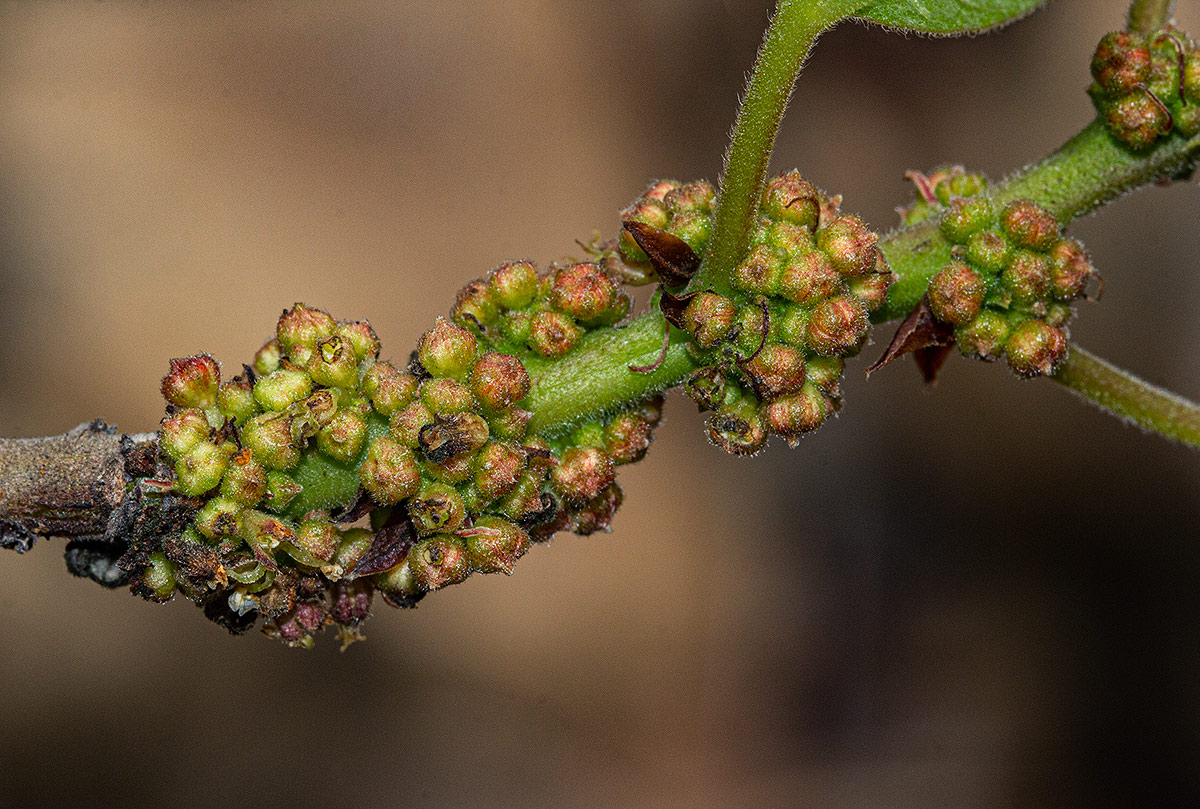 Pouzolzia mixta
