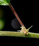Pouzolzia parasitica