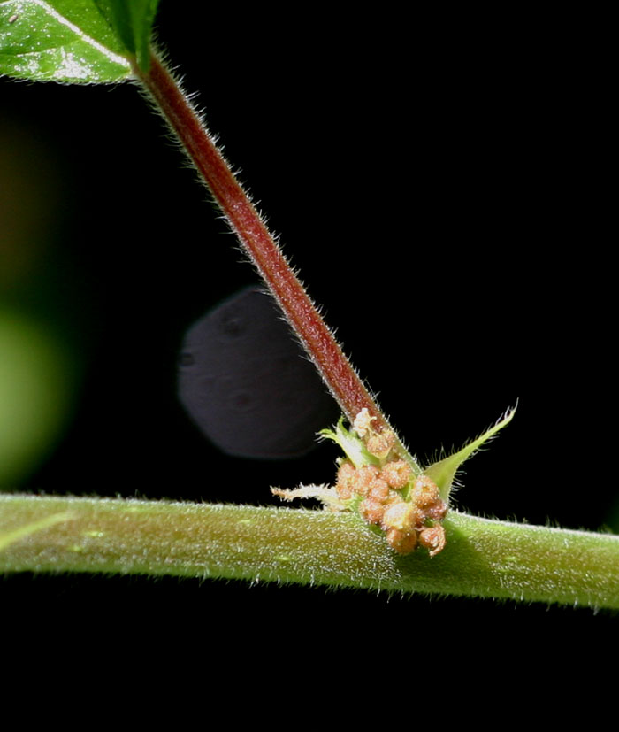 Pouzolzia parasitica