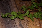 Droguetia iners