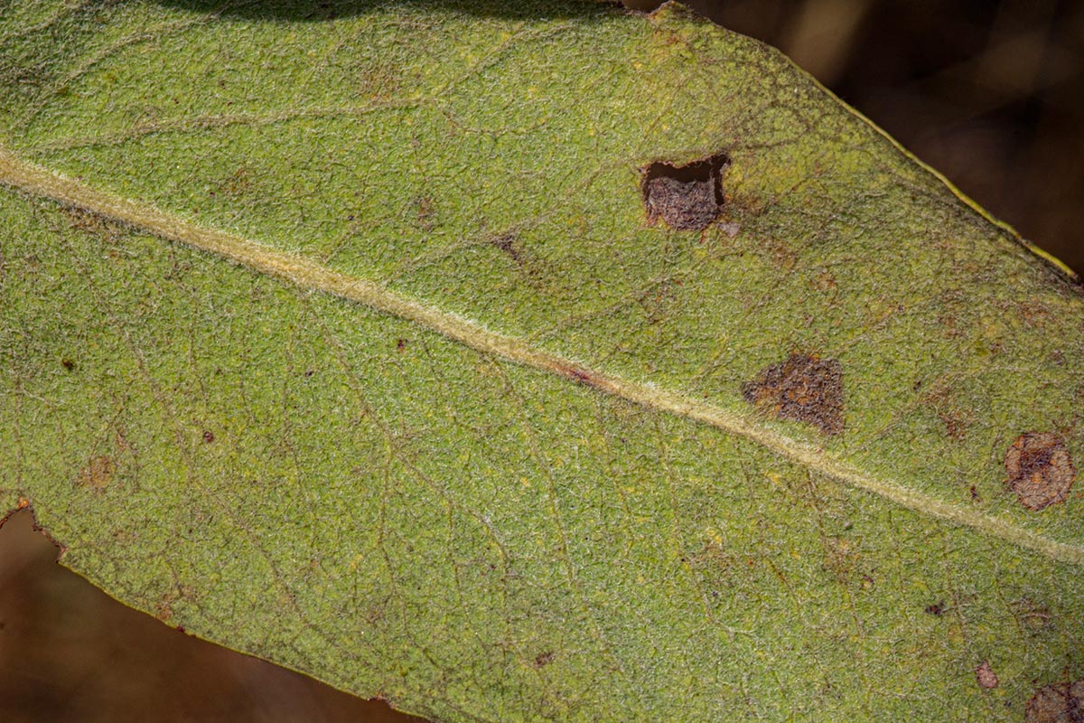 Faurea rochetiana Faurea rochetiana