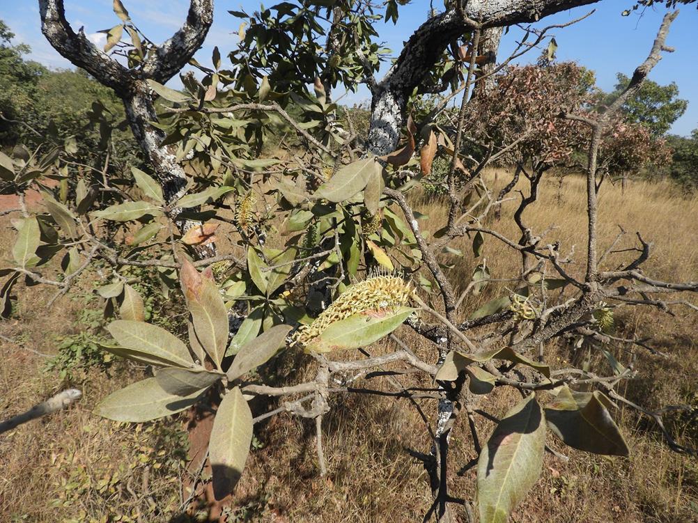 Faurea rochetiana Faurea rochetiana