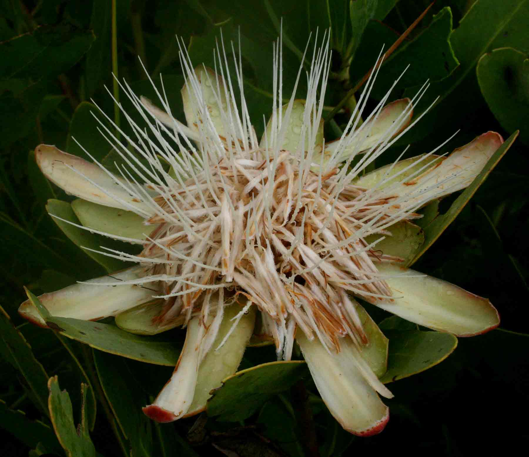 Protea angolensis var. angolensis Protea angolensis var. angolensis
