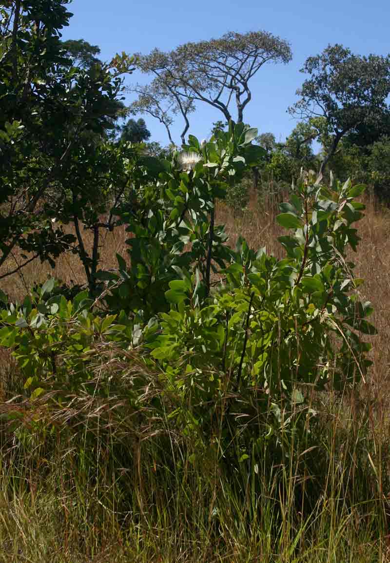 Protea angolensis var. divaricata Protea angolensis var. divaricata