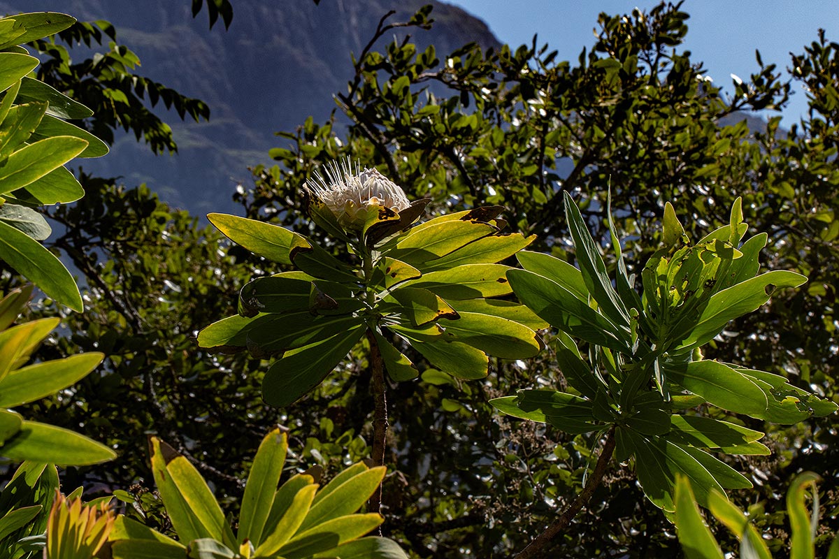 Protea gaguedi Protea gaguedi