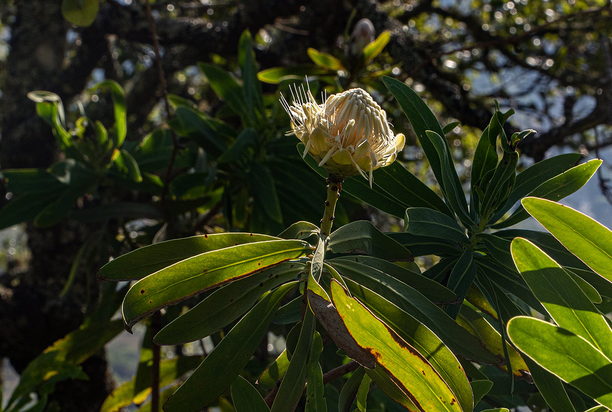 Protea gaguedi Protea gaguedi