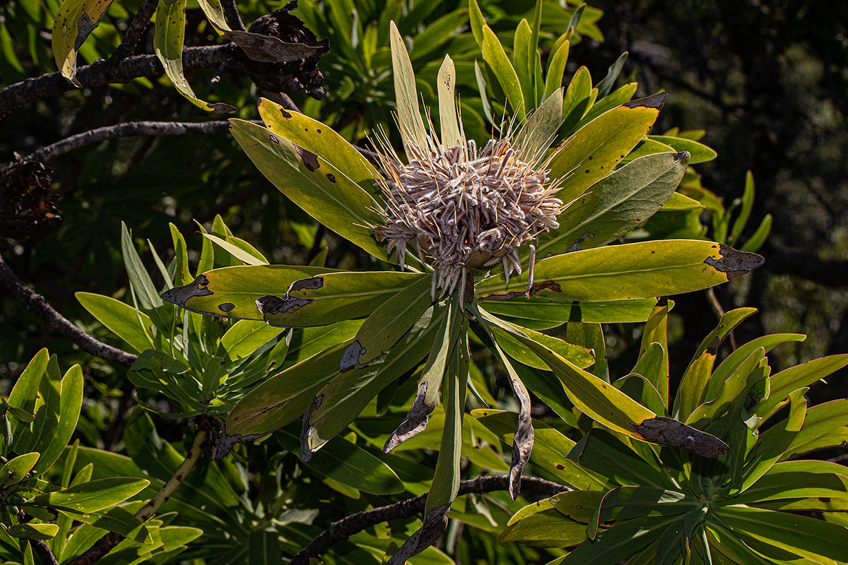 Protea gaguedi Protea gaguedi