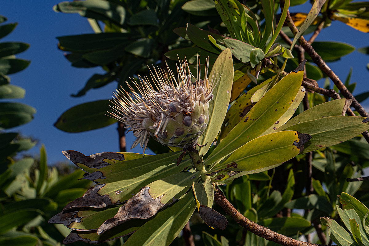 Protea gaguedi Protea gaguedi