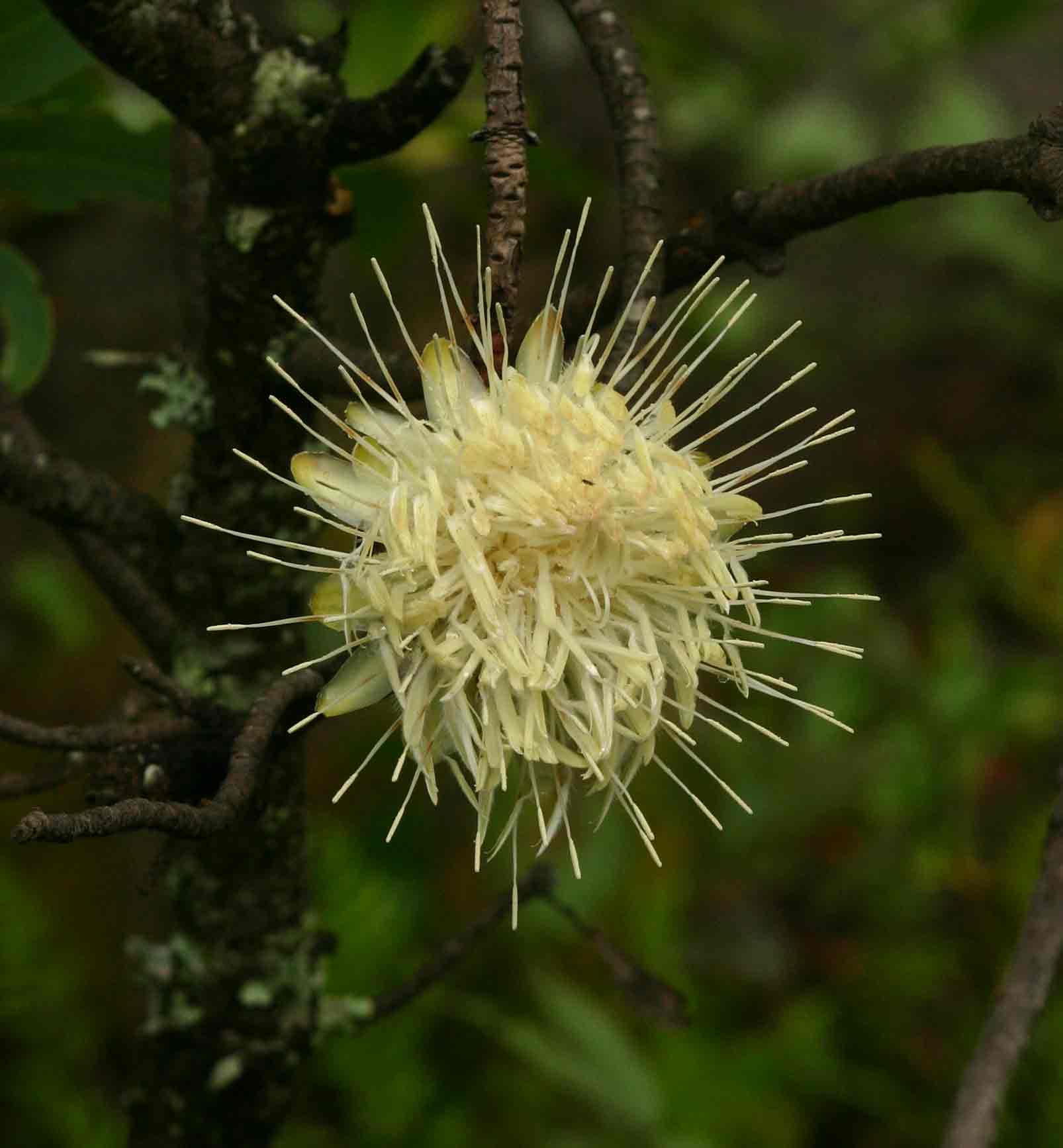 Protea gaguedi Protea gaguedi