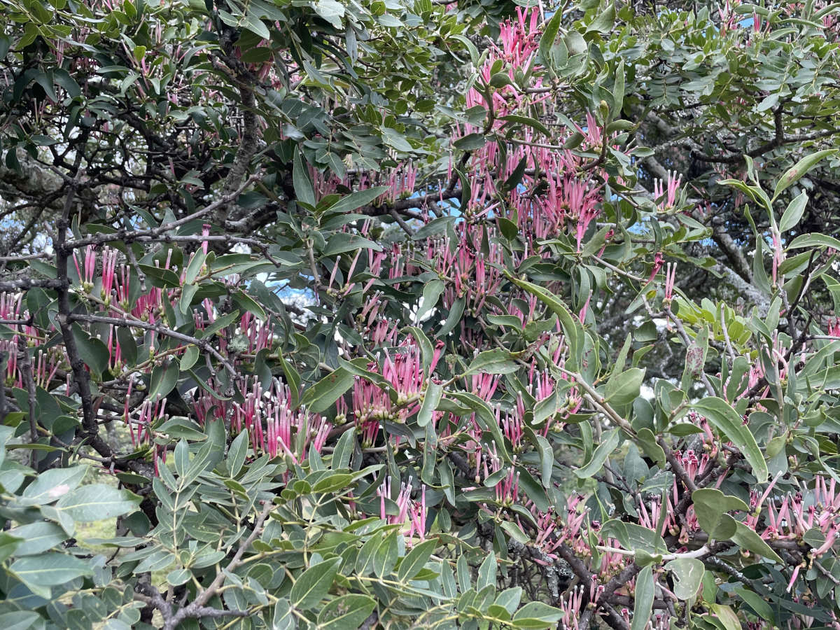 Tapinanthus dependens Tapinanthus dependens