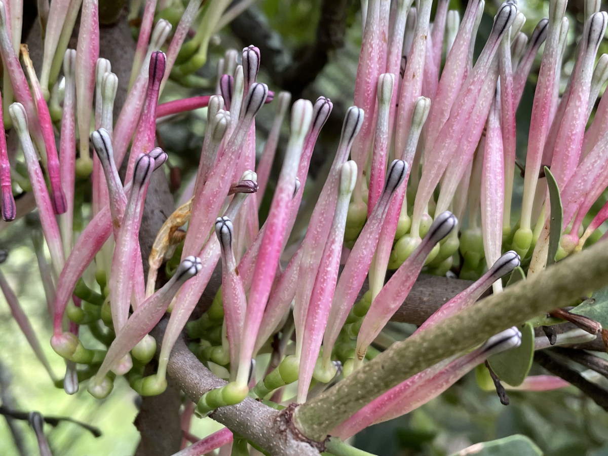 Tapinanthus dependens Tapinanthus dependens
