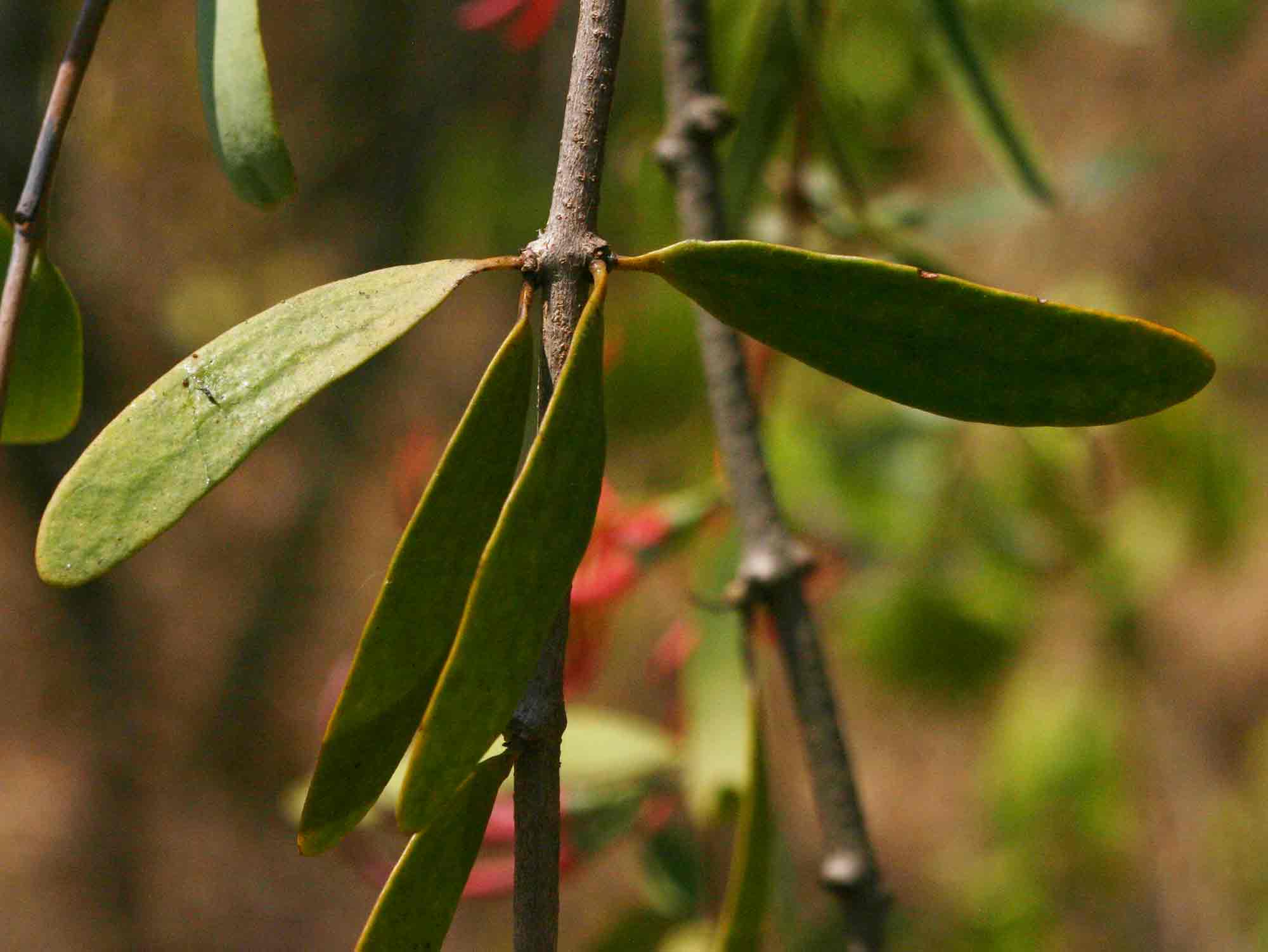 Plicosepalus kalachariensis Plicosepalus kalachariensis
