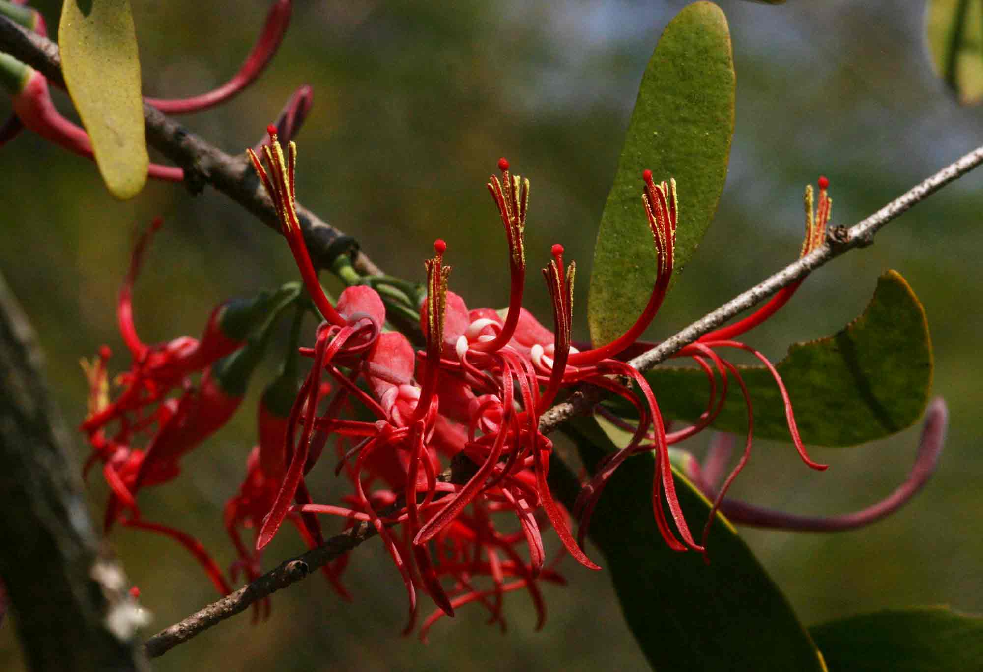 Plicosepalus kalachariensis Plicosepalus kalachariensis