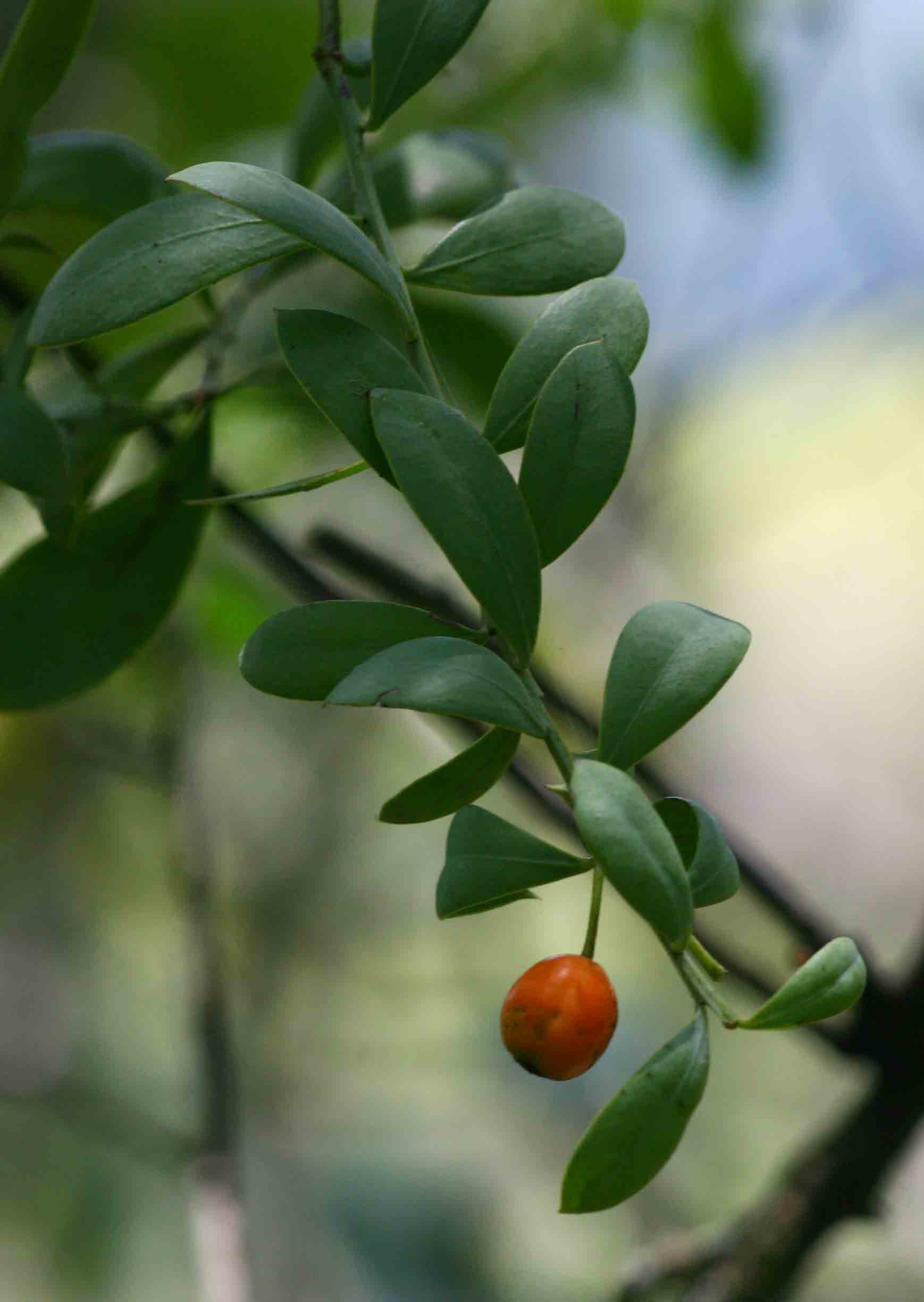 Osyris lanceolata Osyris lanceolata