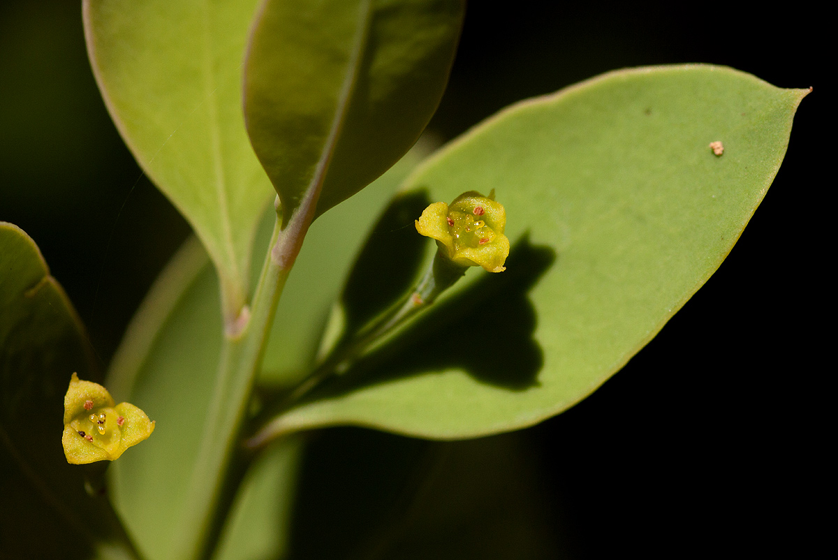 Osyris lanceolata Osyris lanceolata
