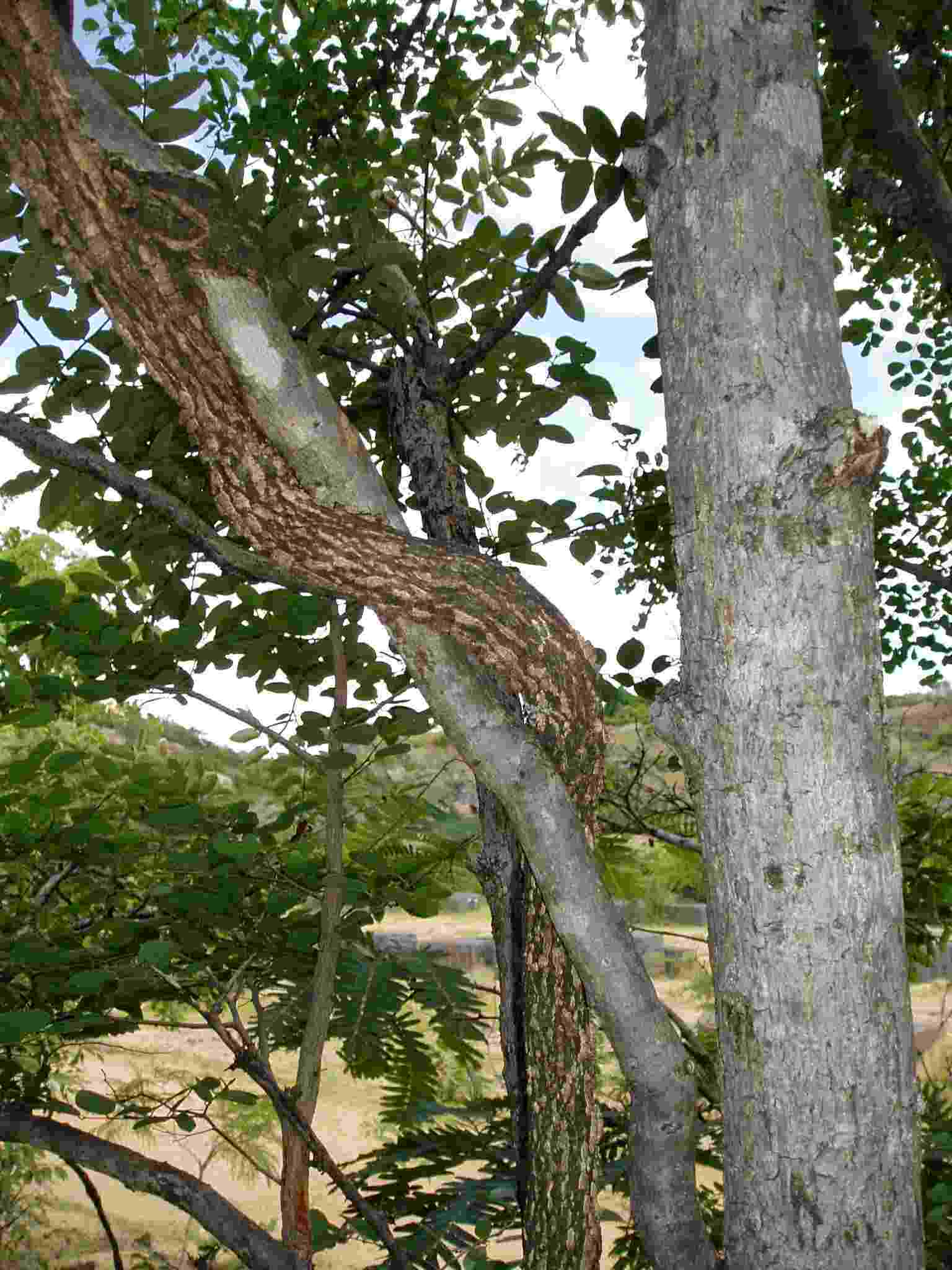 Opilia amentacea Opilia amentacea