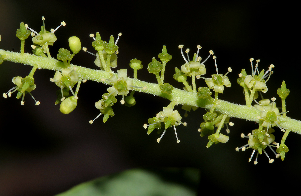 Opilia amentacea