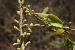 Opilia amentacea