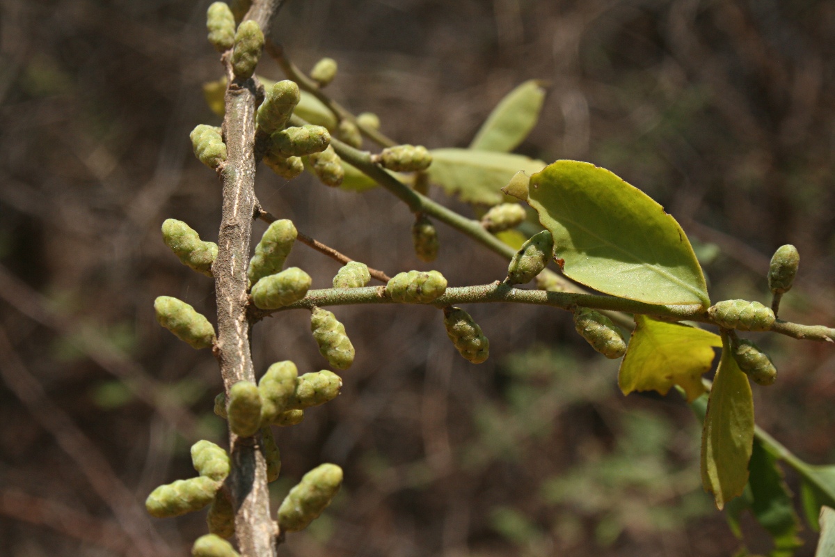Opilia amentacea