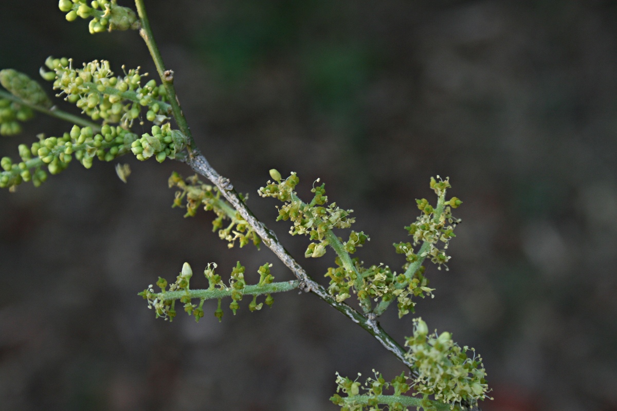 Opilia amentacea
