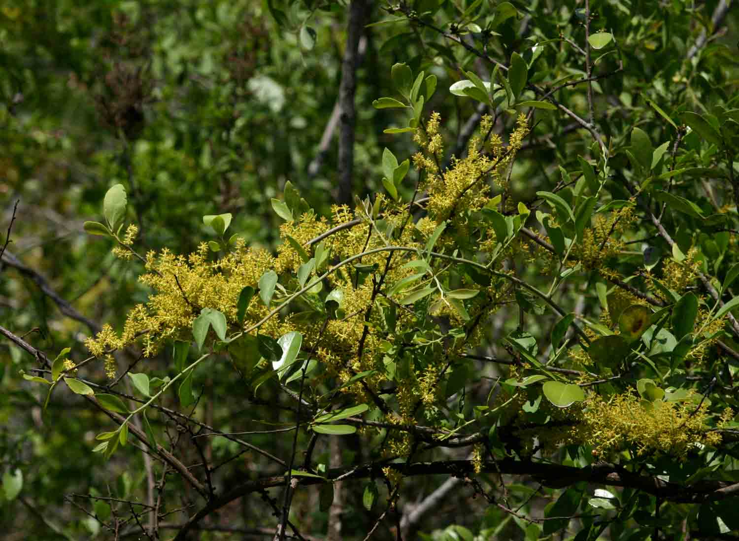 Opilia amentacea