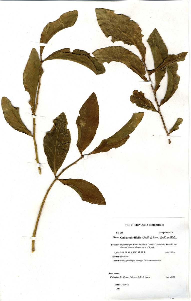 Opilia amentacea