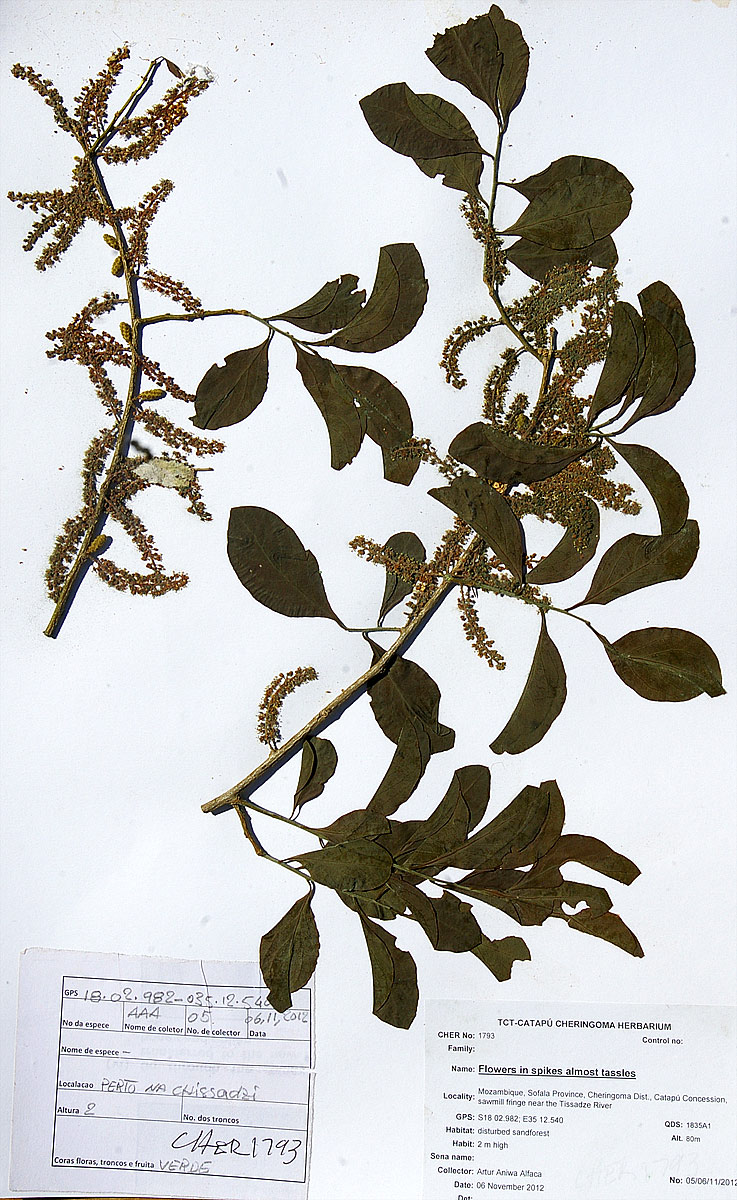 Opilia amentacea