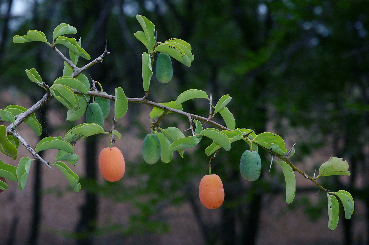 Ximenia americana var. microphylla Ximenia americana var. microphylla