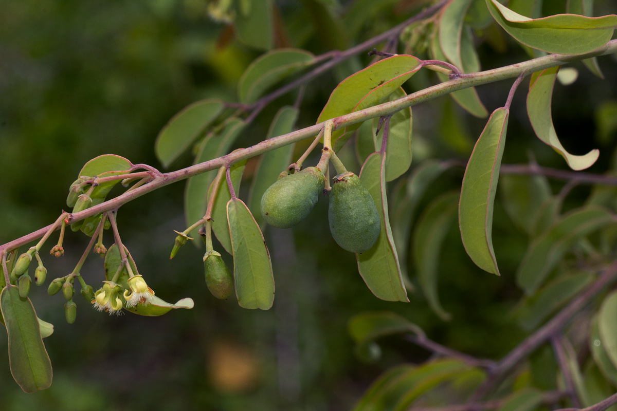 Ximenia americana var. microphylla Ximenia americana var. microphylla