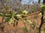 Ximenia afra var. afra