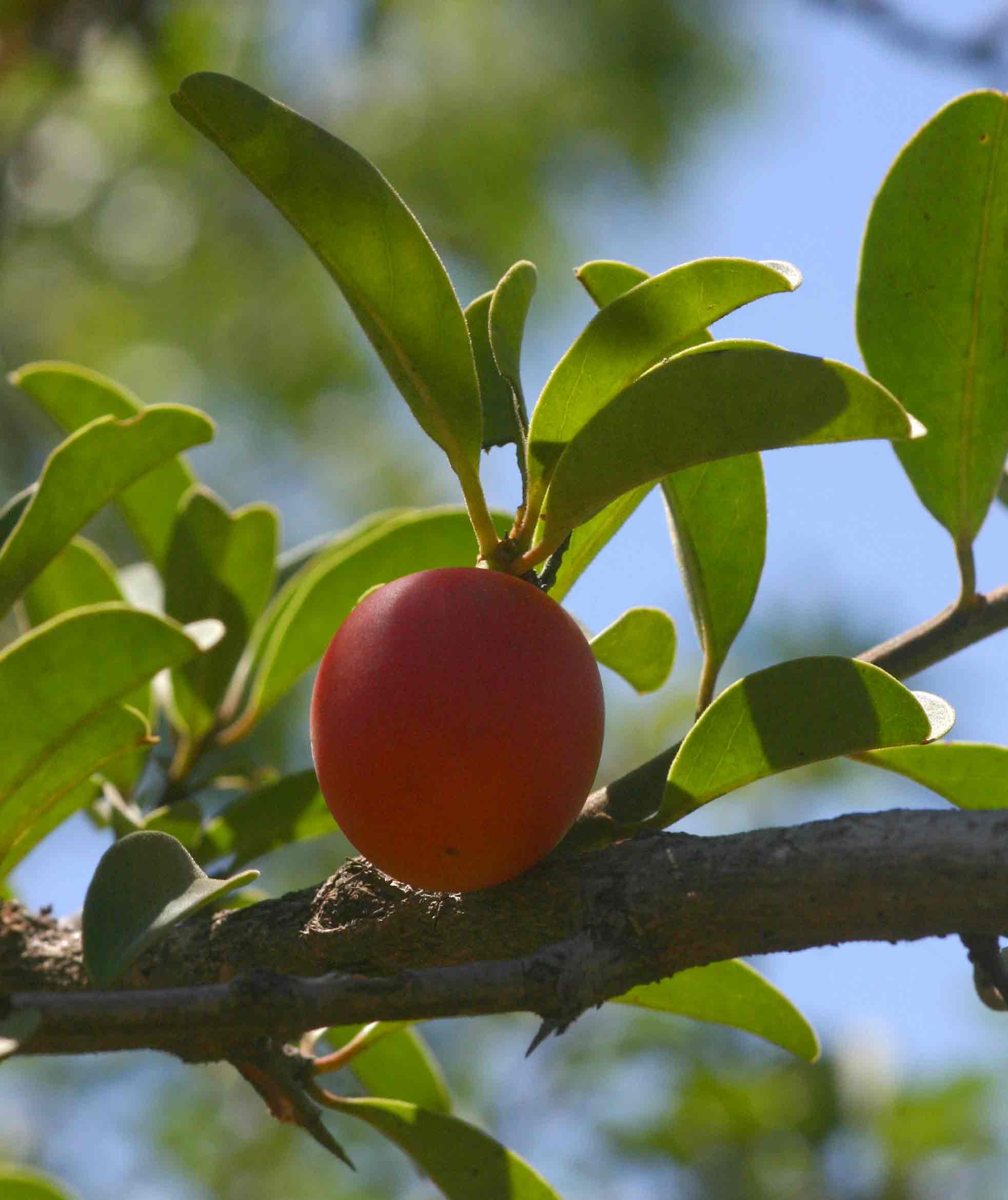 Ximenia afra var. afra
