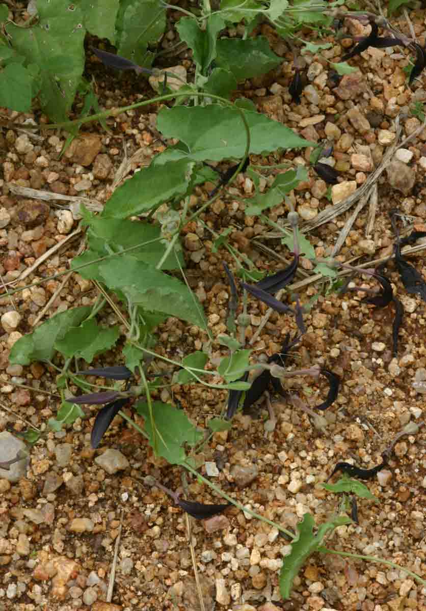Aristolochia albida Aristolochia albida
