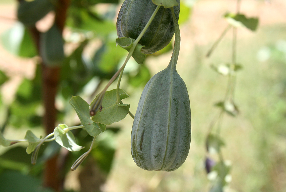Aristolochia albida Aristolochia albida