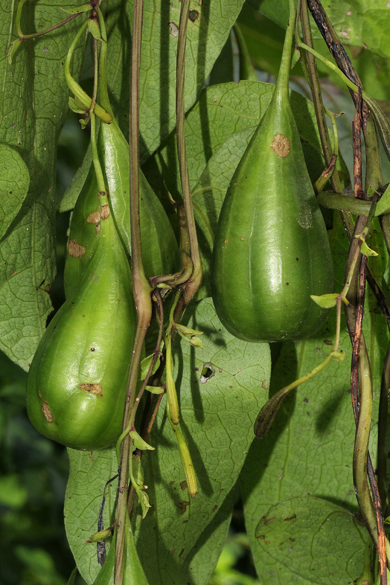 Aristolochia albida Aristolochia albida