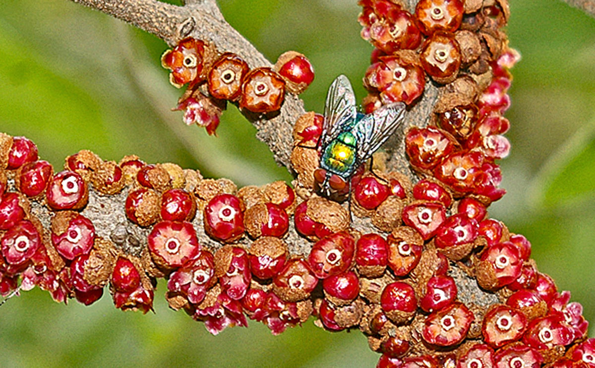 Pilostyles aethiopica Pilostyles aethiopica
